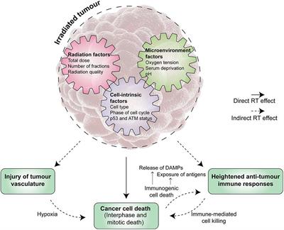 Frontiers | Molecular Mechanisms Of Radiation-Induced Cancer Cell Death ...